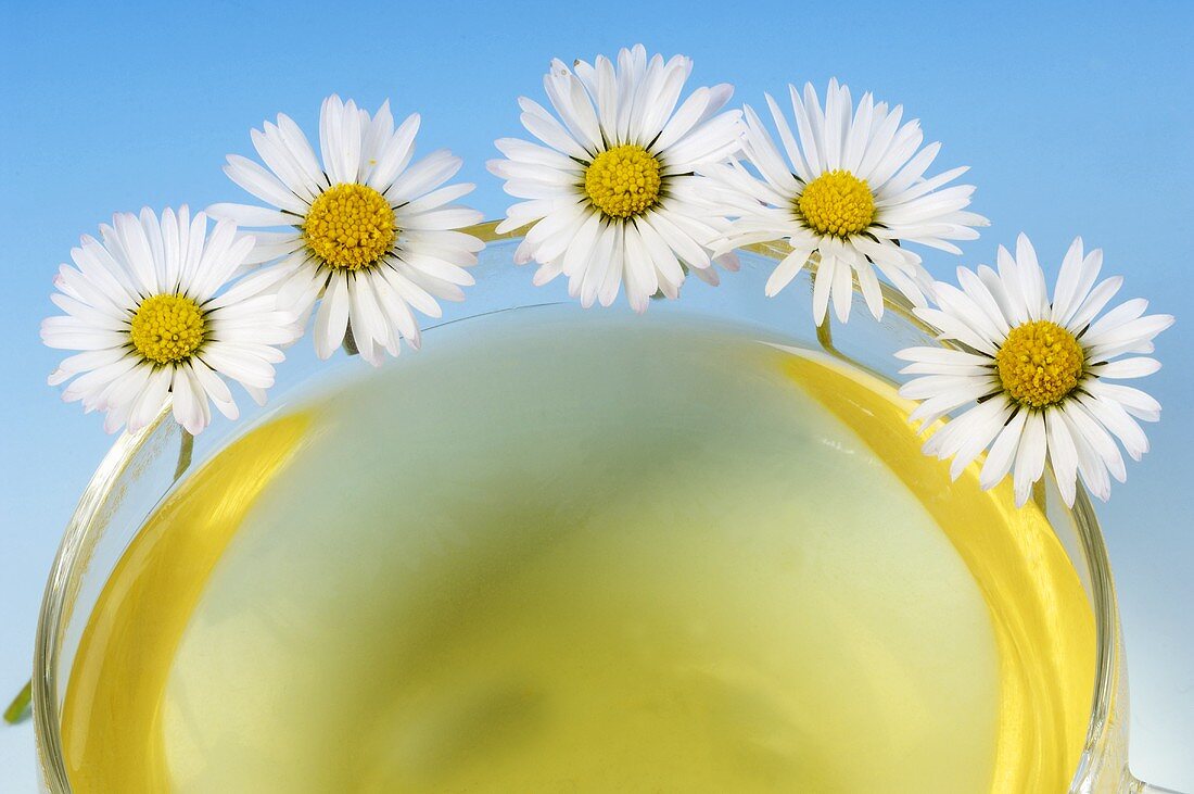 Daisy tea with daisies