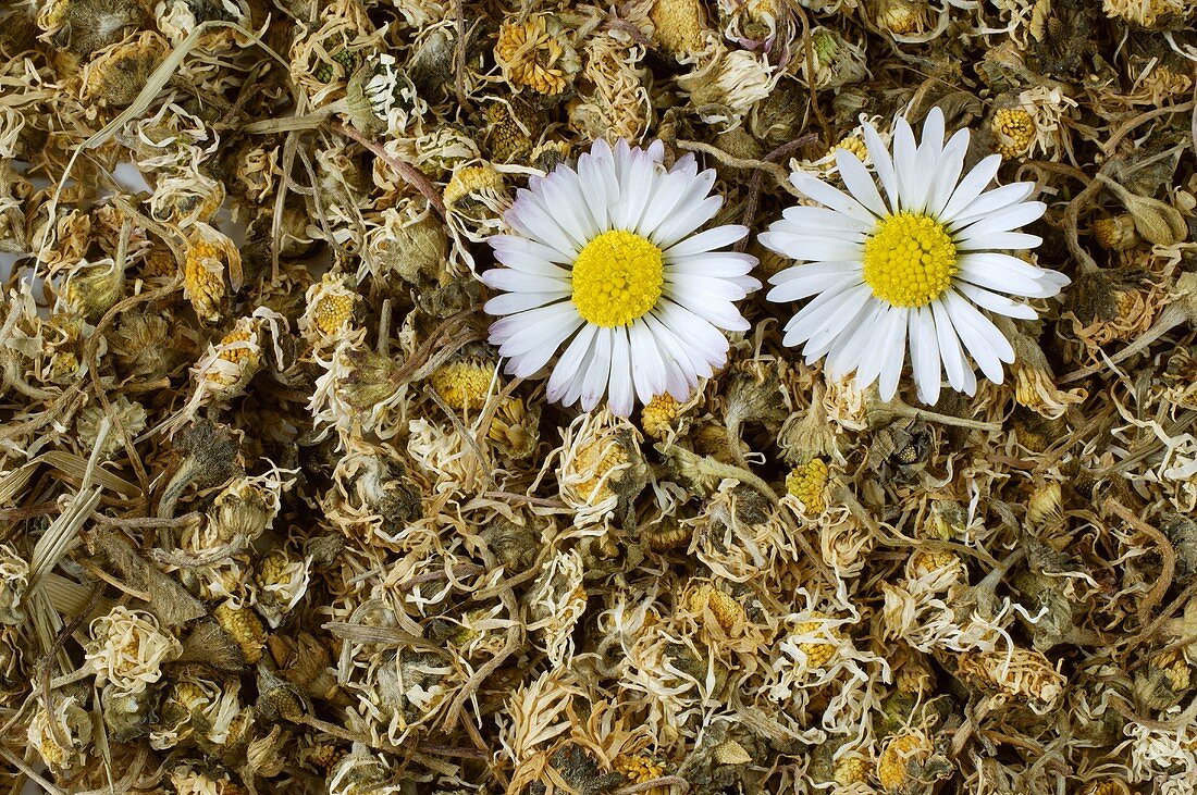 Gänseblümchentee mit frischen Blüten