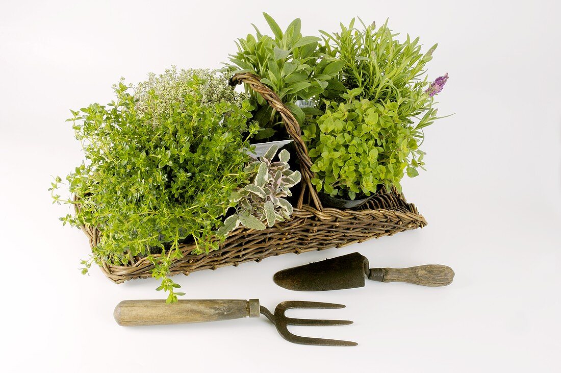 An assortment of herbs in a basket