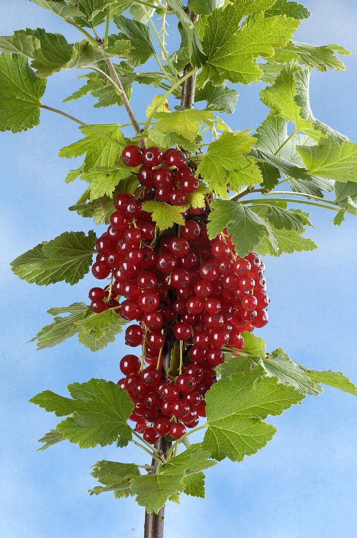 Rote Johannisbeeren am Strauch