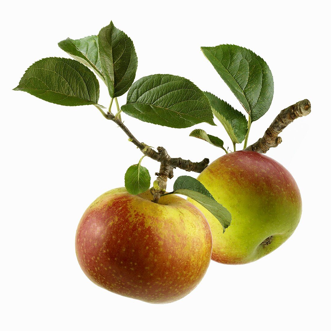 Two apples on branch