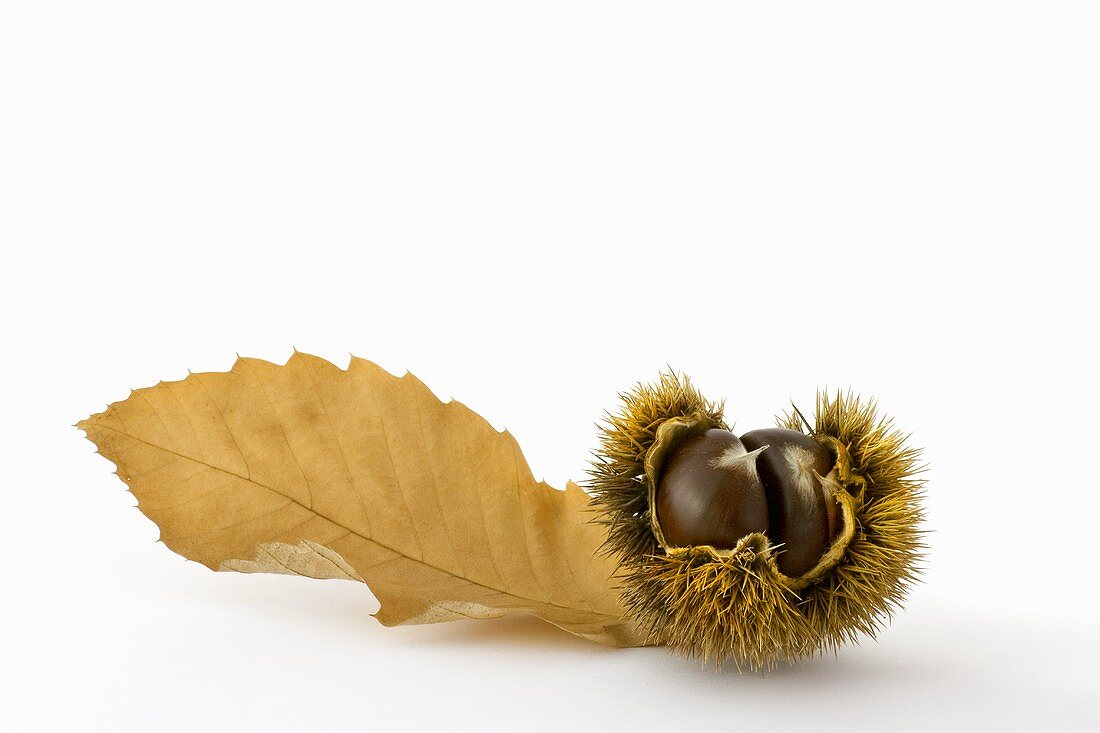 Sweet chestnuts in shell with leaf