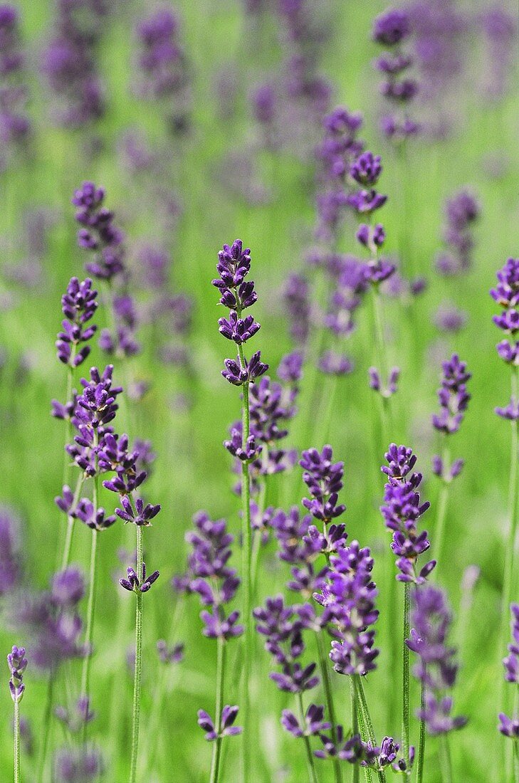 Flowering lavender in the field
