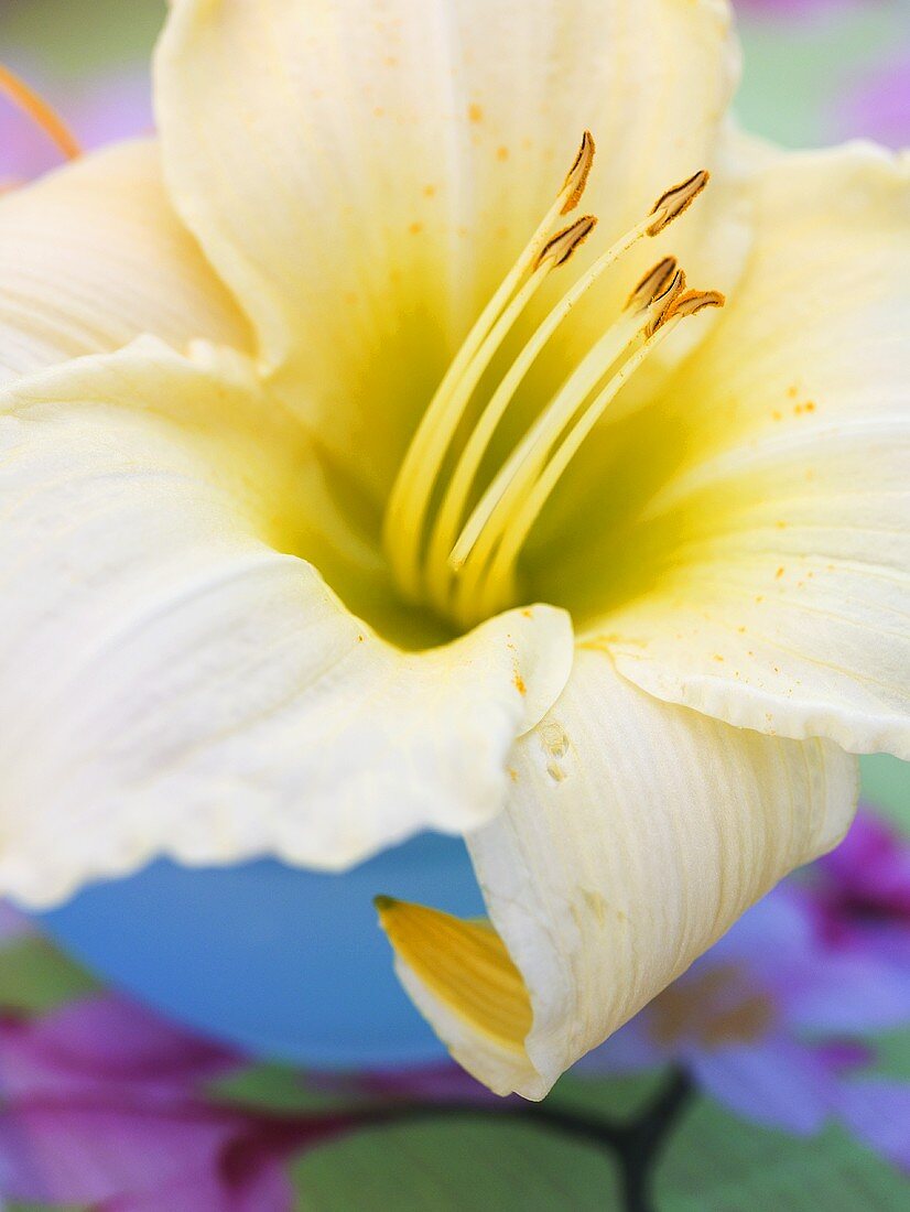 An amaryllis flower in a vase