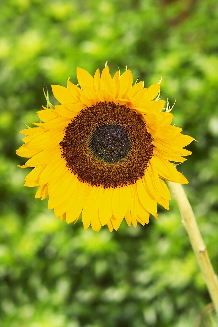 A sunflower