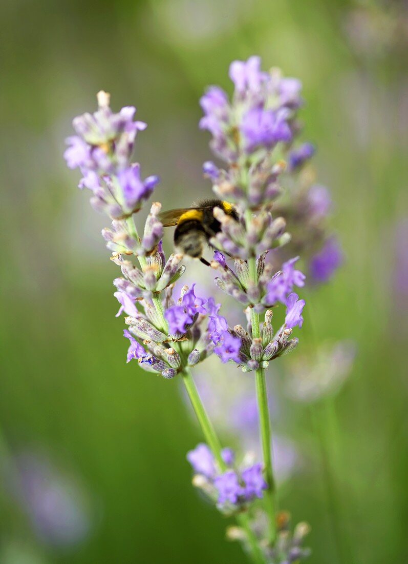 Lavender flowers with a bumble-bee