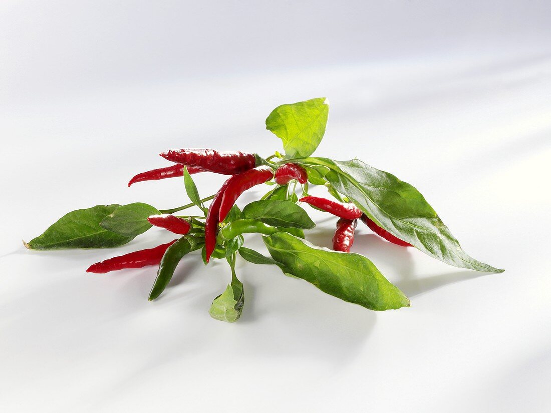 Green and red chillies with stalks and leaves