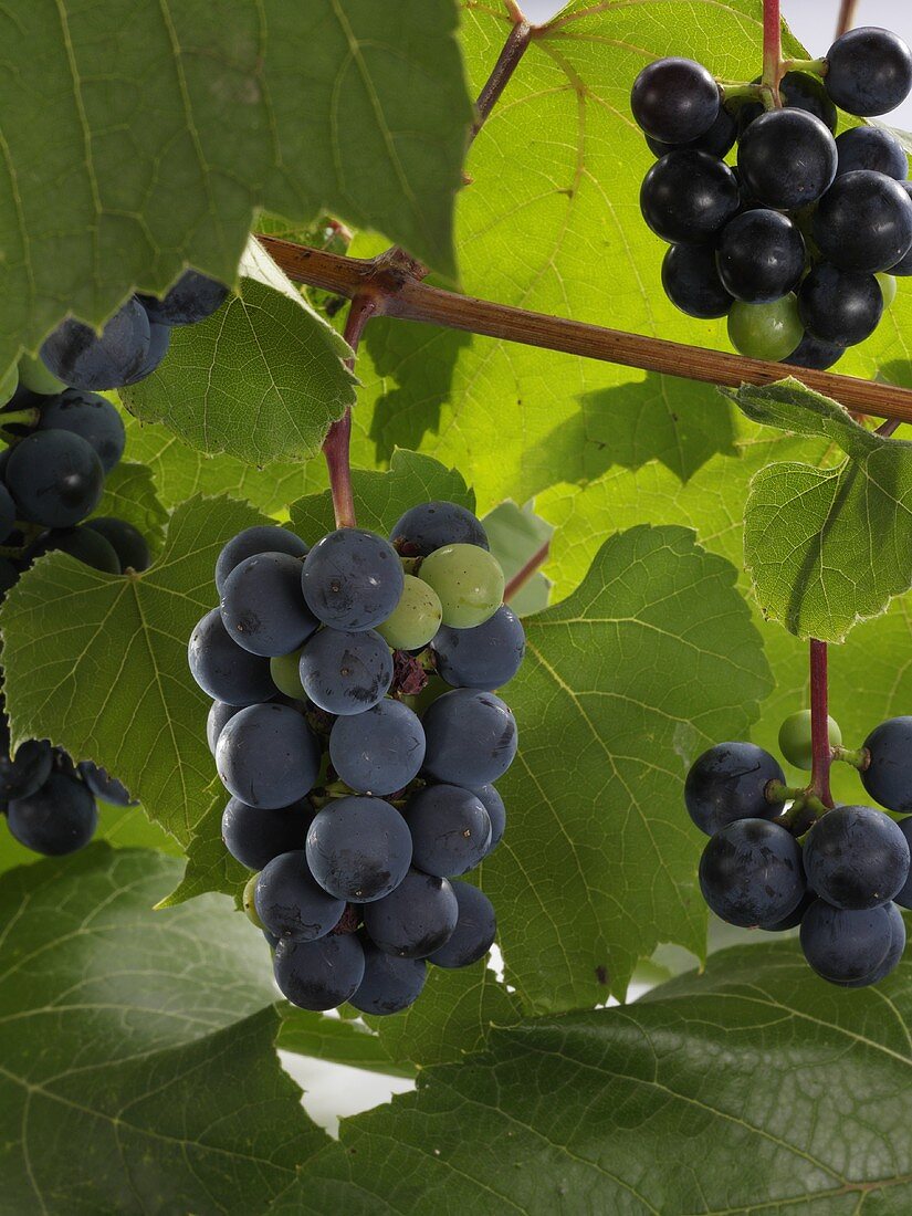 Pinot Noir grapes on the vine