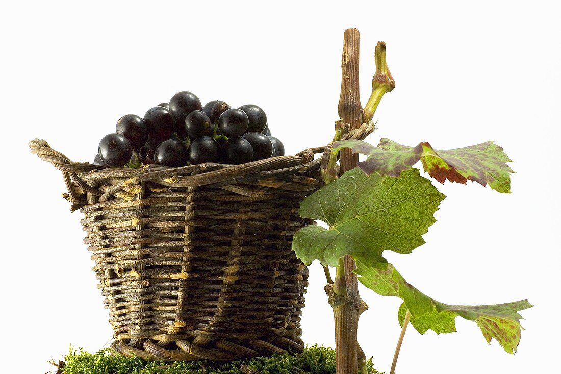 Red wine grapes in a basket