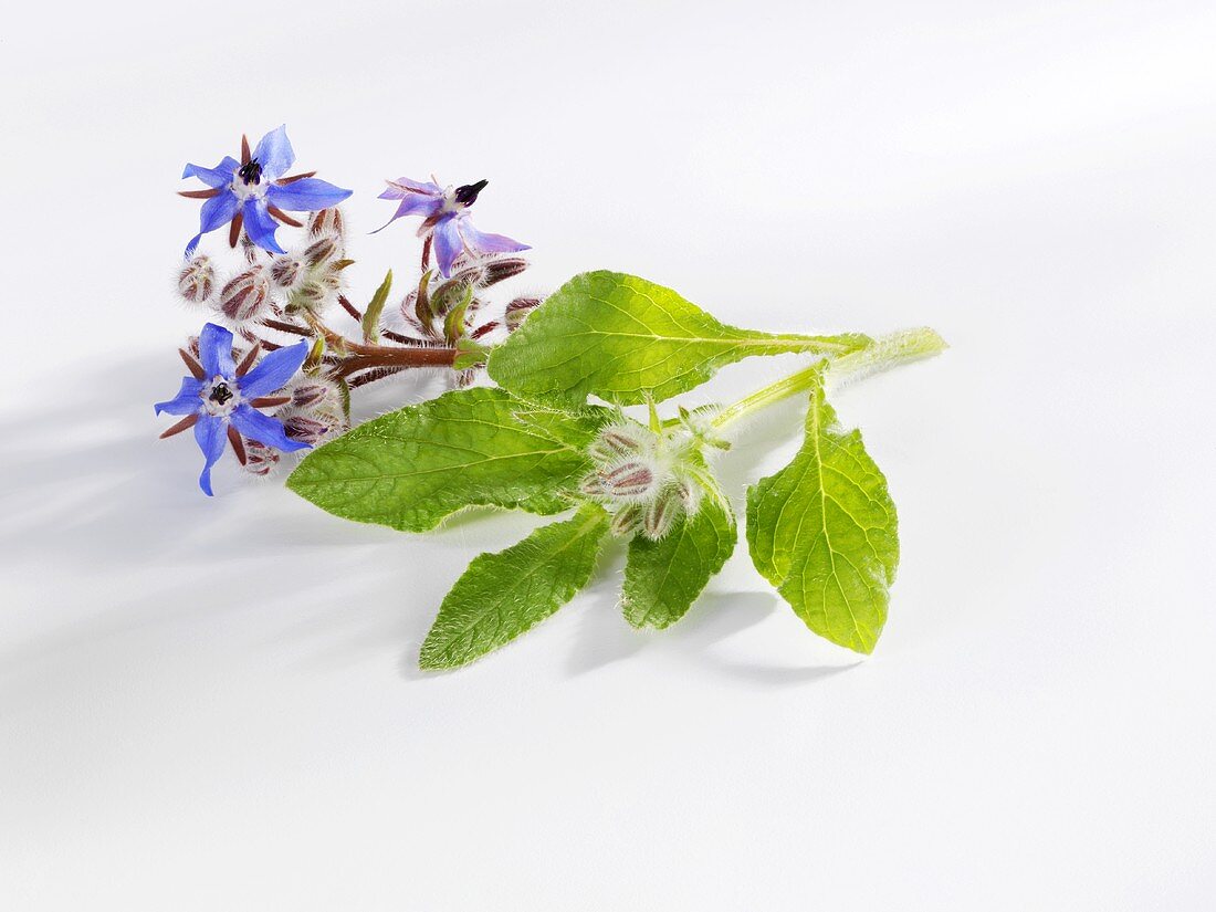 Borage with flowers