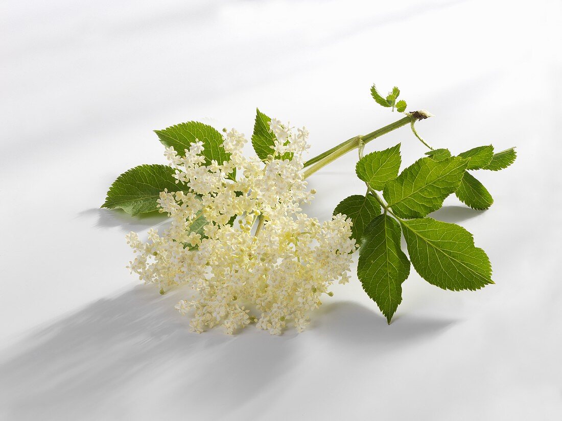 Elderflowers with leaves