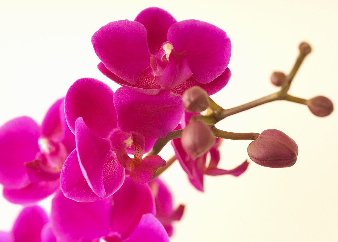 Orchid with pink flowers