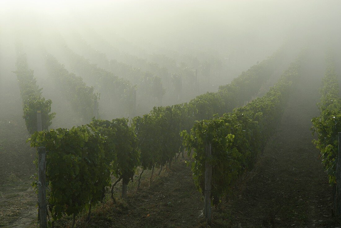 Vines in morning mist