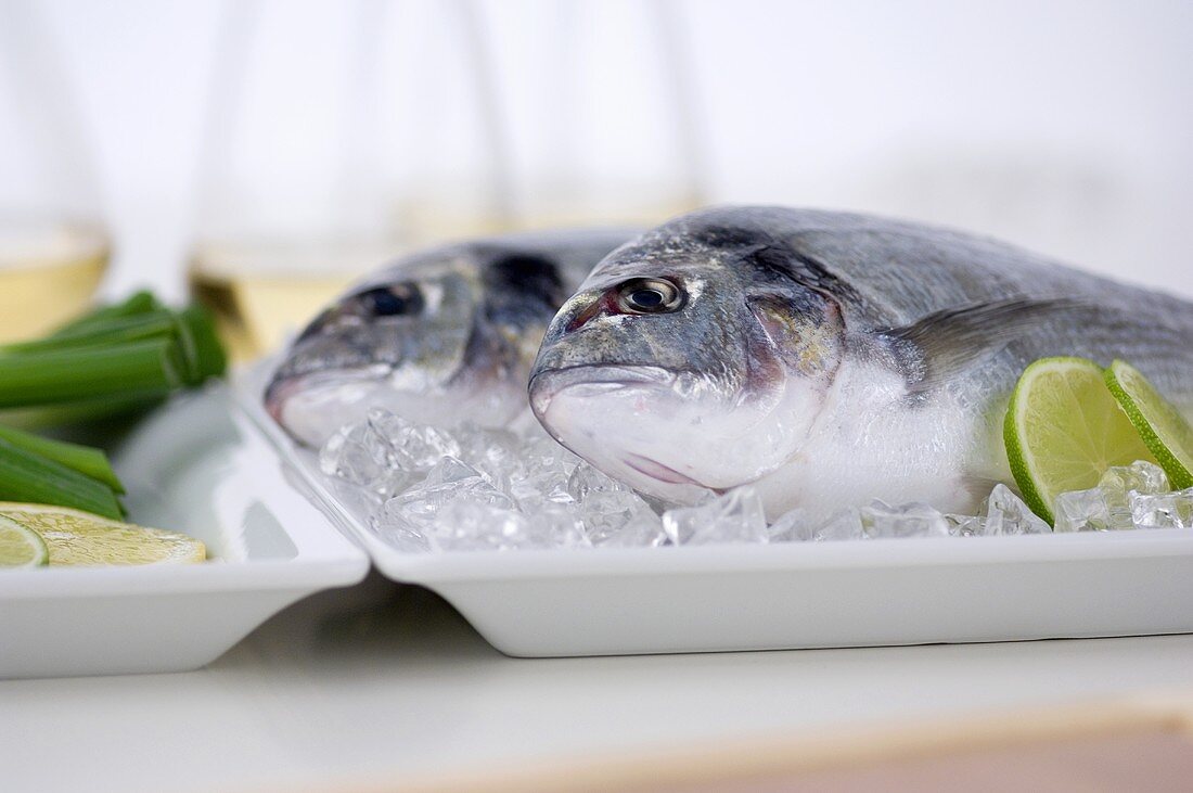 Two sea bream on ice