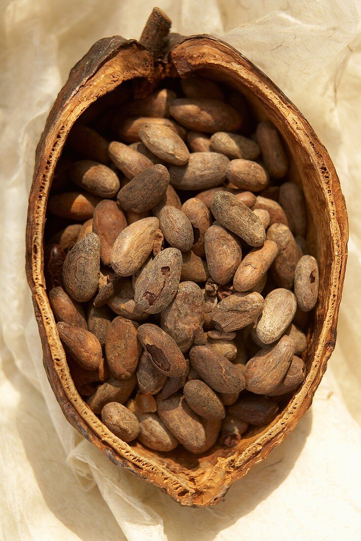 Cocoa beans in a cacao pod