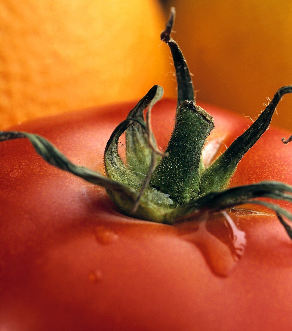 Tomato stalk