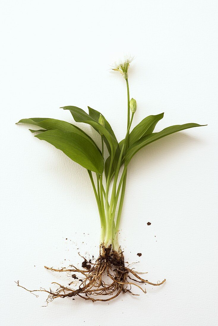 Ramsons wild garlic plant with roots – License Images – 18 ...