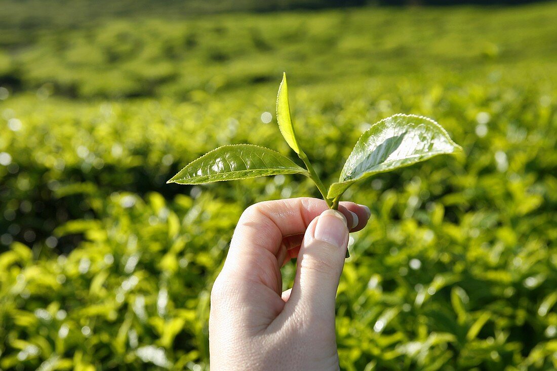 Teeblätter auf der Tee-Plantage (Cameron Highlands, Malaysia)