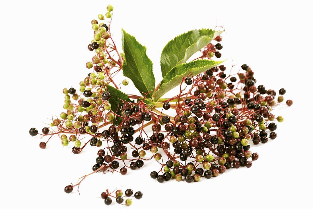 Unripe elderberries