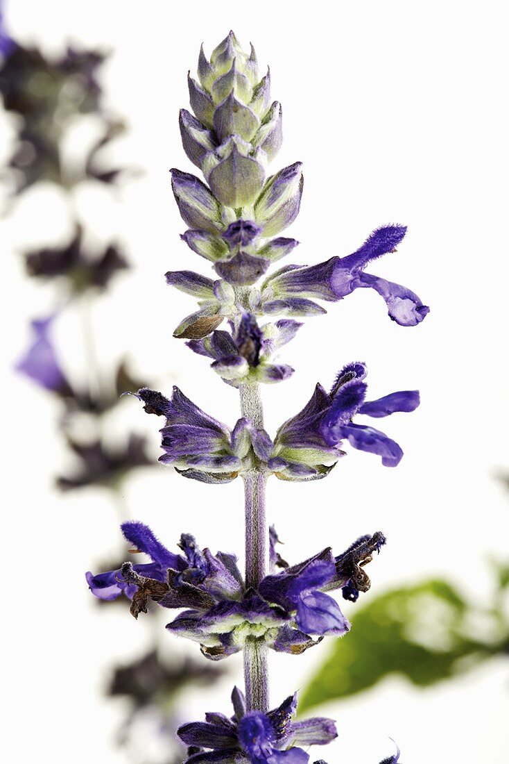 Flowers of Salvia speciosa