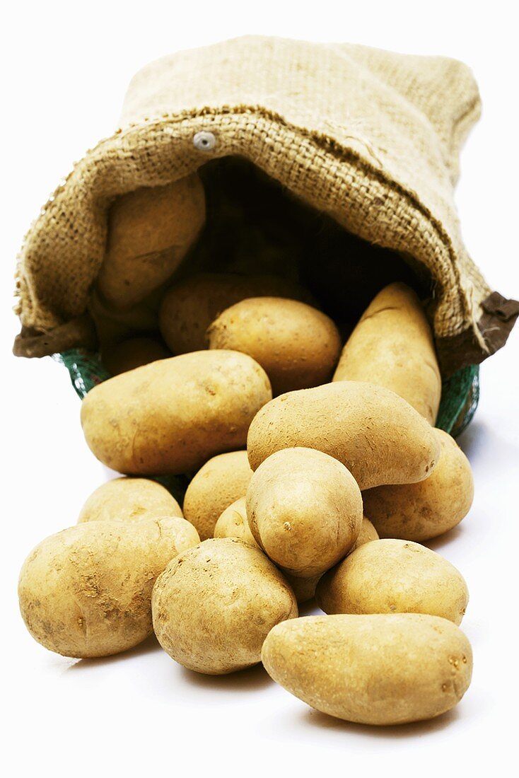 A sack of potatoes, variety 'Cilena'