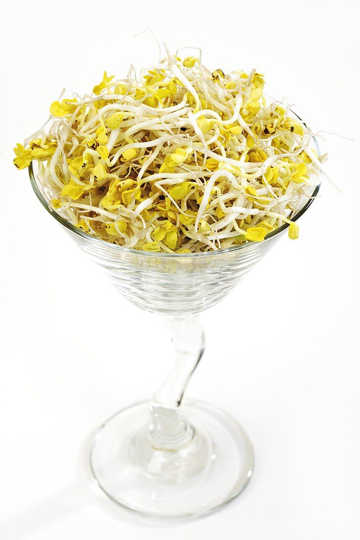 Radish sprouts in a glass