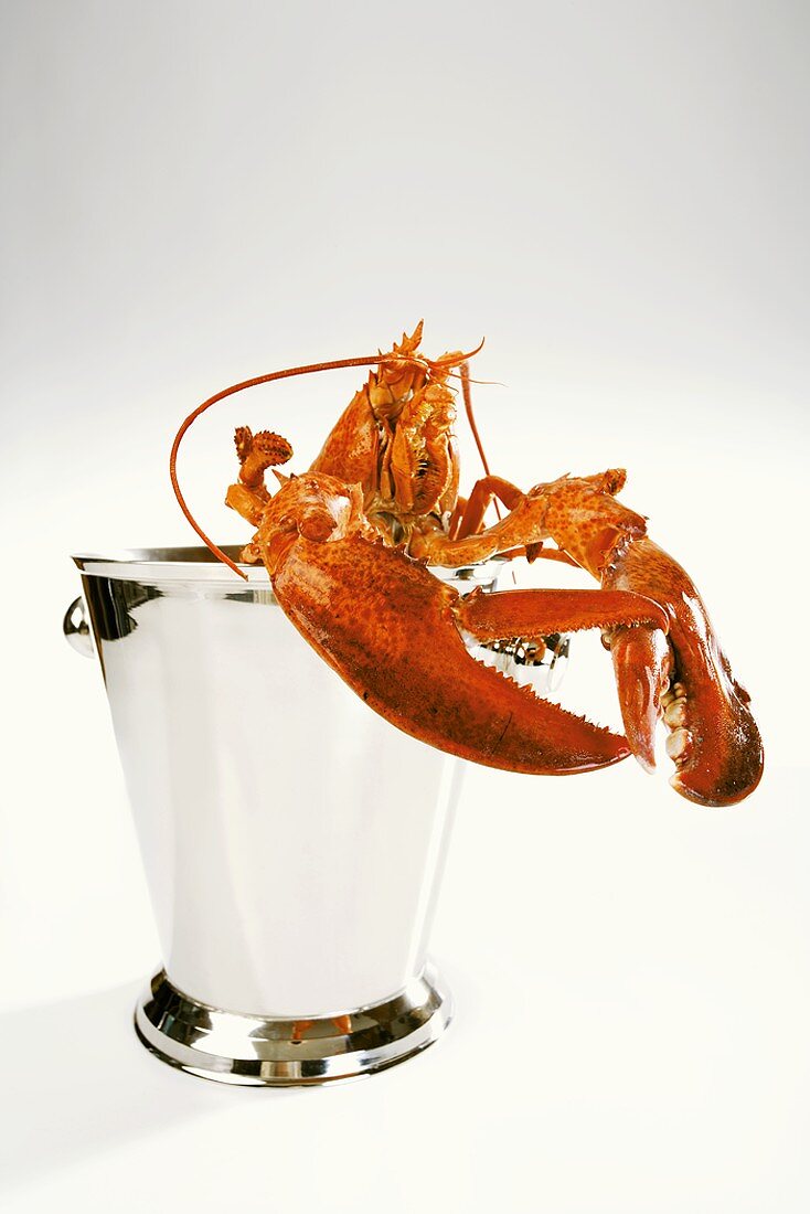 A lobster in a champagne cooler