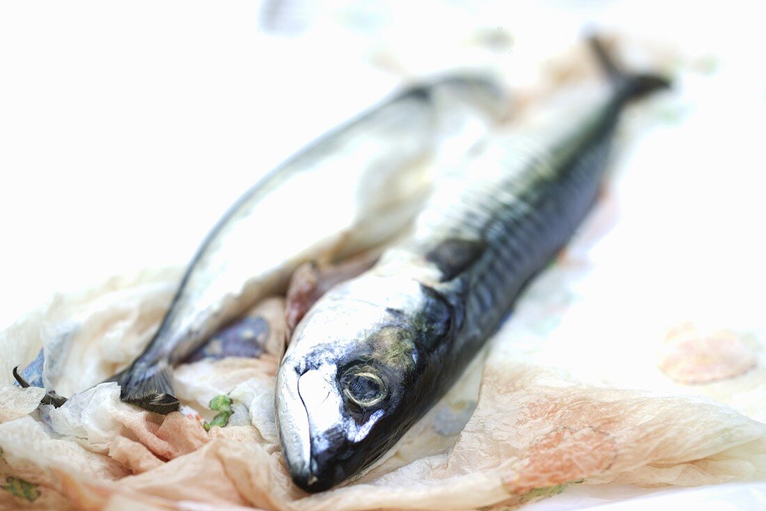 Two fresh mackerel