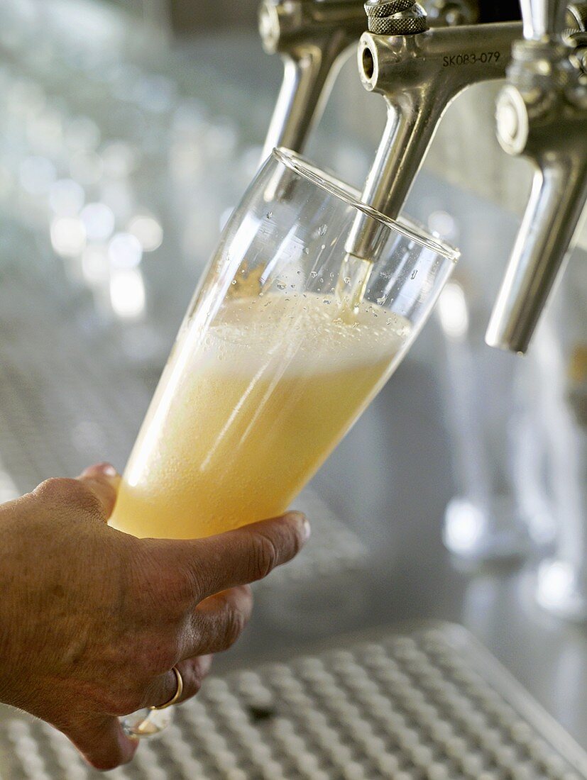 Pouring a glass of foaming draught wheat beer