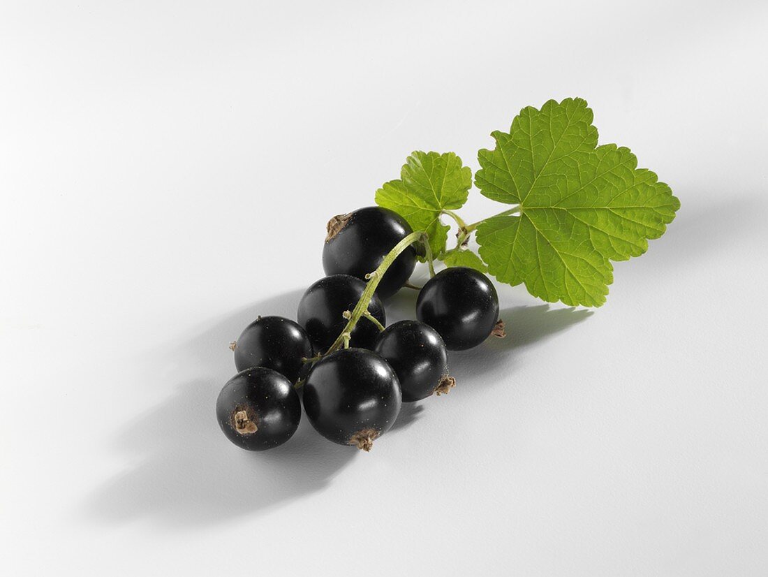 Blackcurrants with leaf