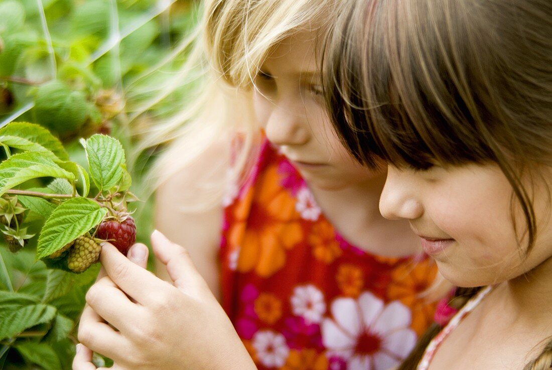 Two girls picking raspberries