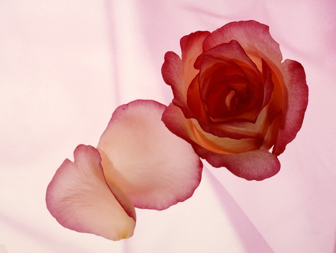 Eine Rosenblüte und zwei Blätter