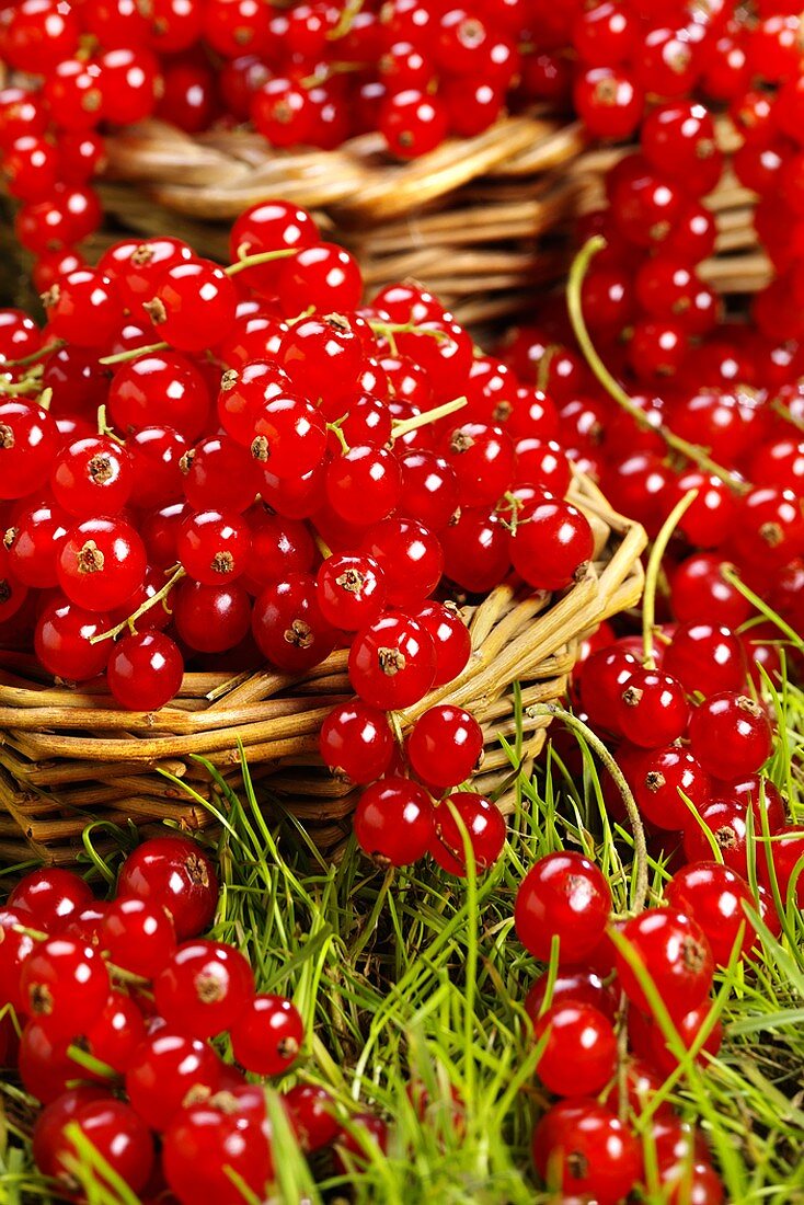 Redcurrants in baskets on grass