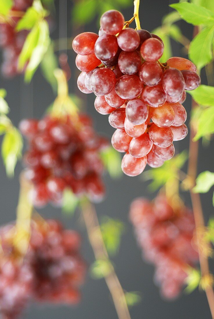 Rote Trauben hängen im Raum