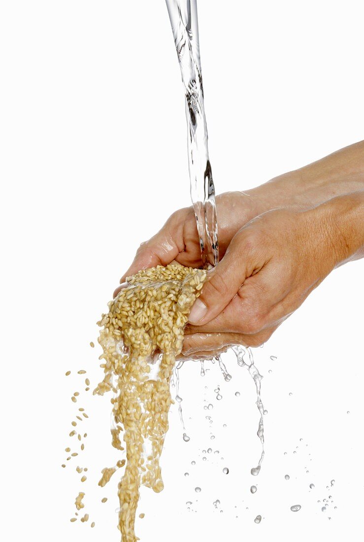 Someone holding two hands full of barley under running water