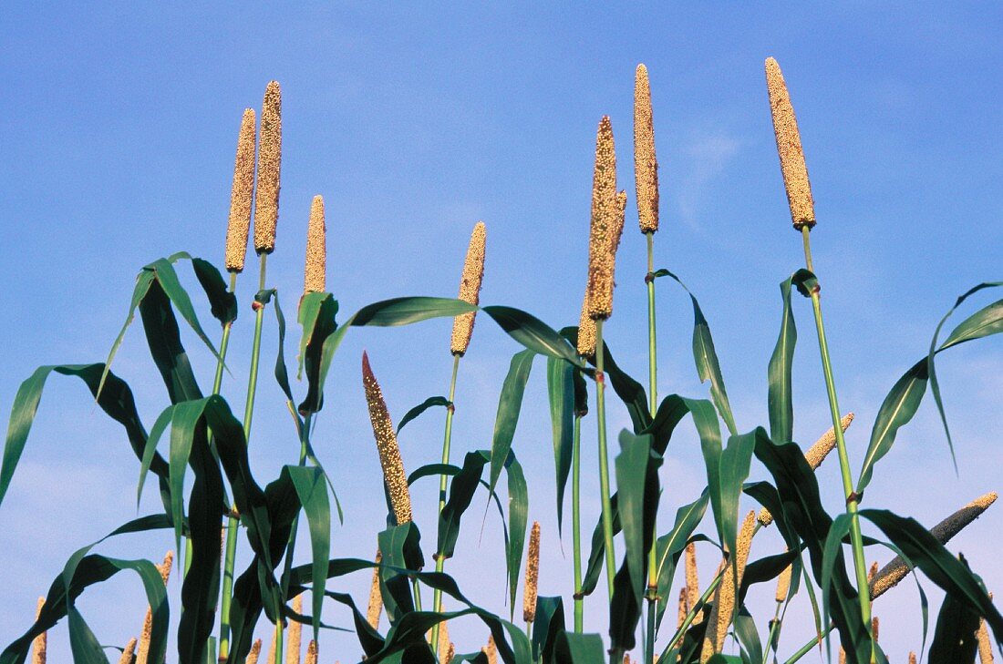 A field of millet