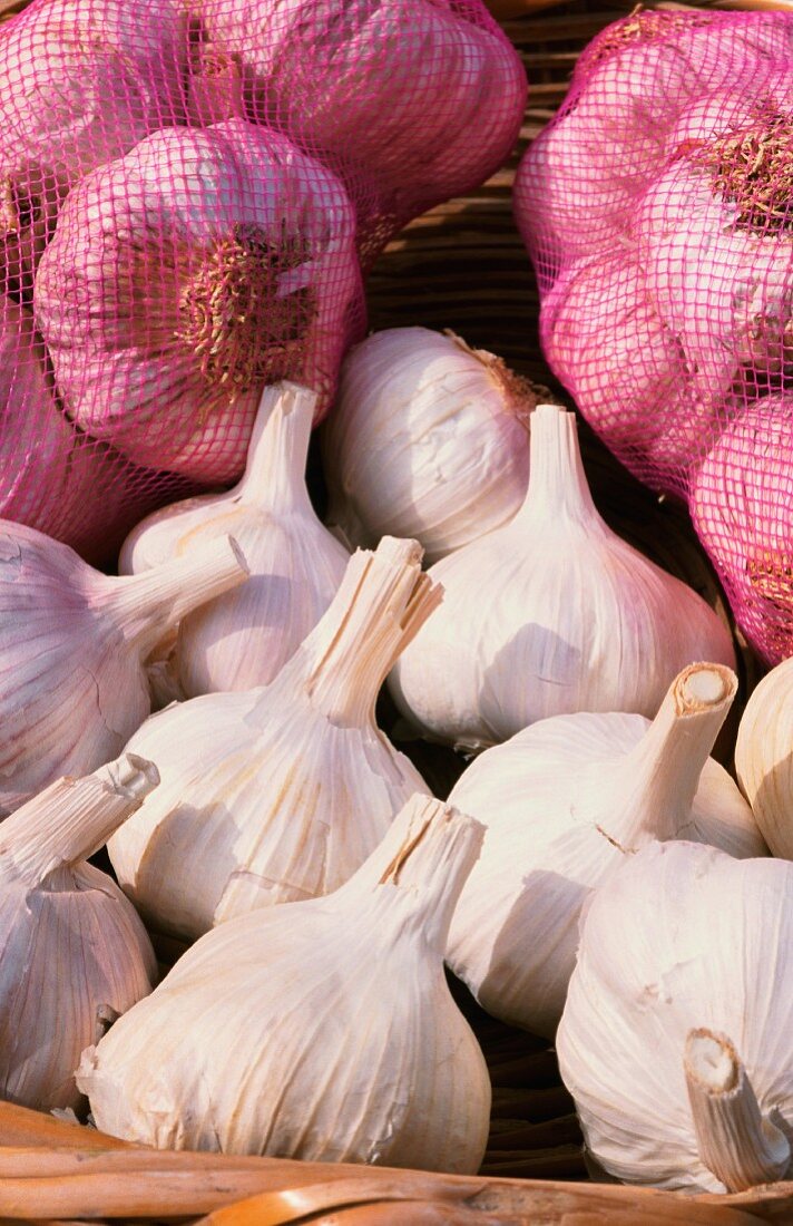 Garlic