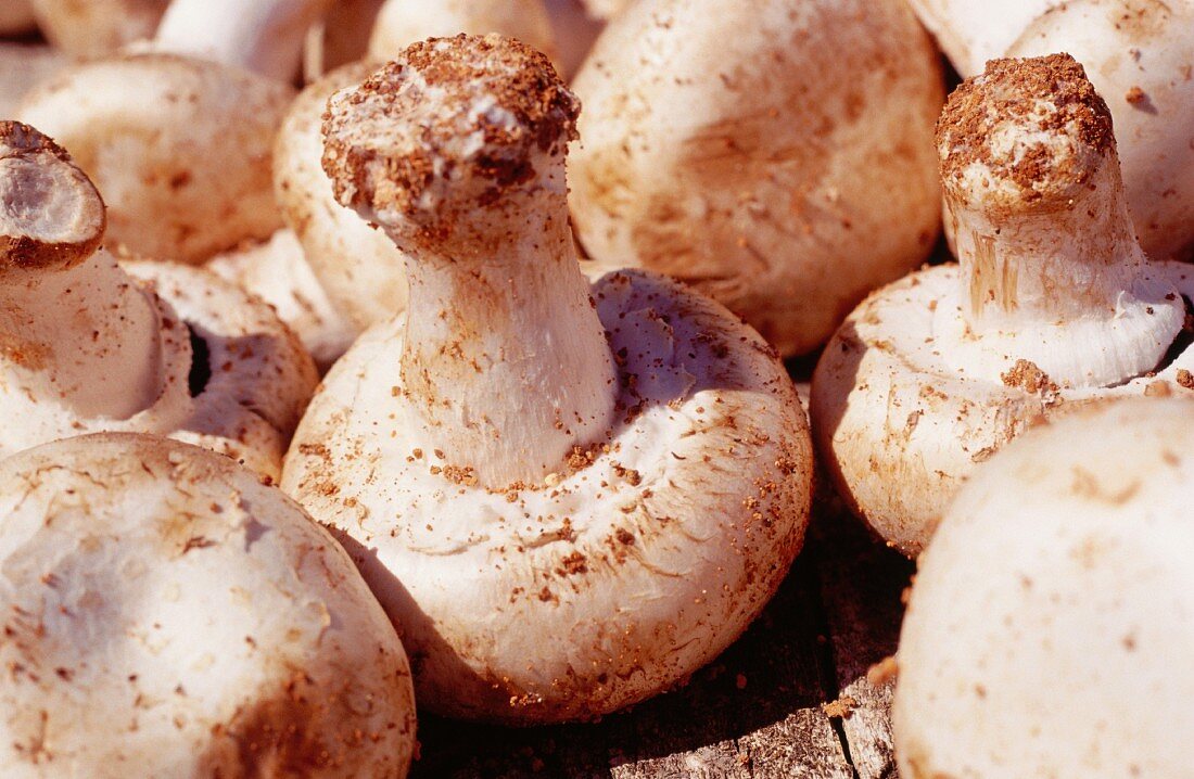 Champignon