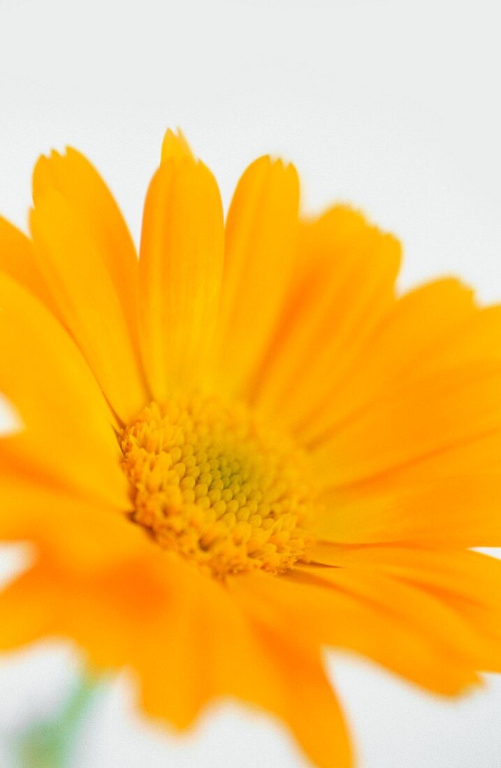 Yellow pot marigold