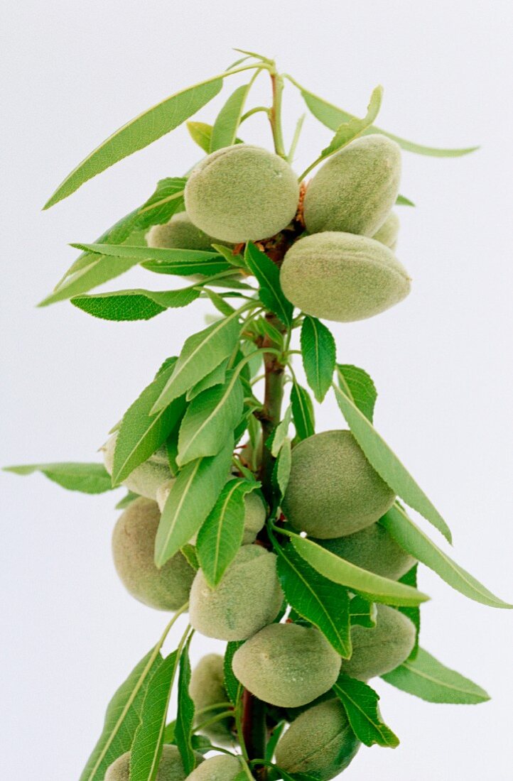 Almonds on branch