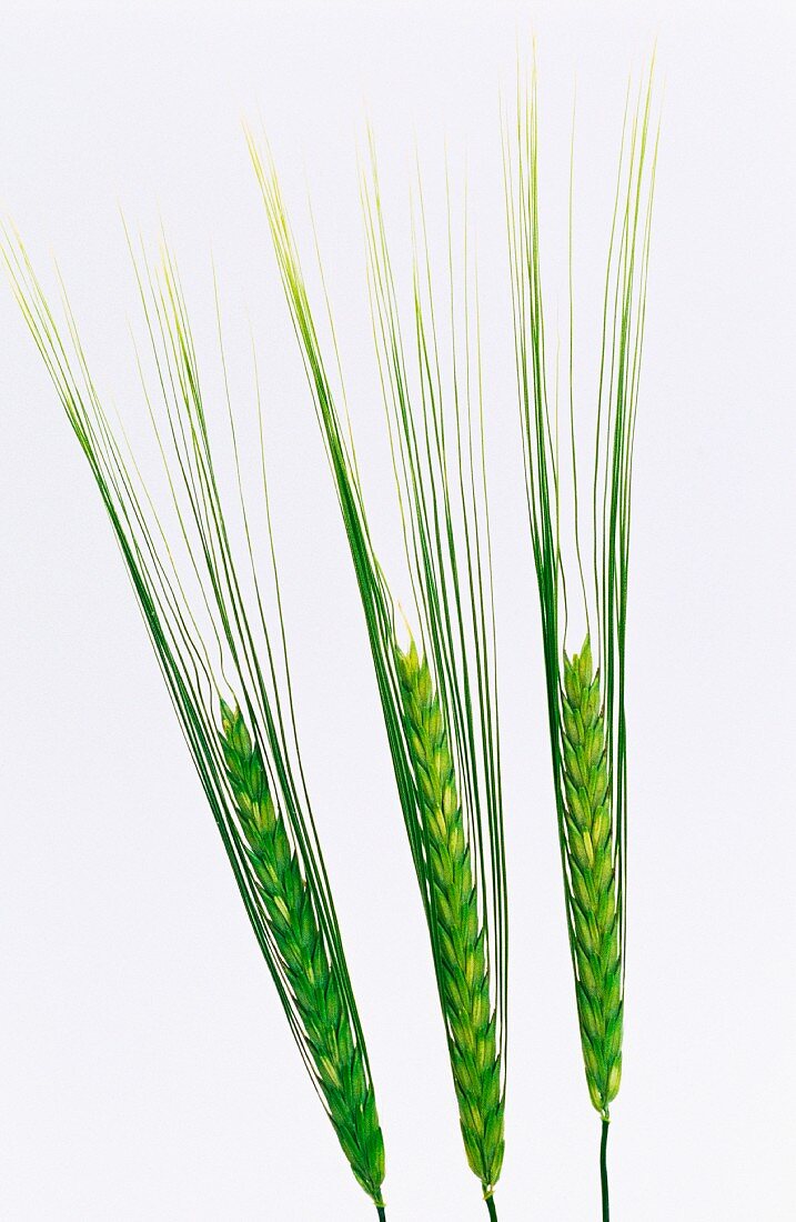 Three ears of barley