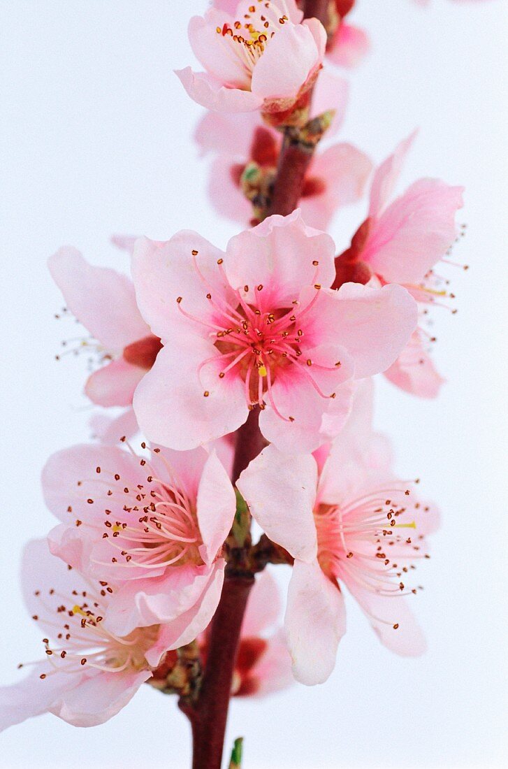 Blossom of the cherry plum tree