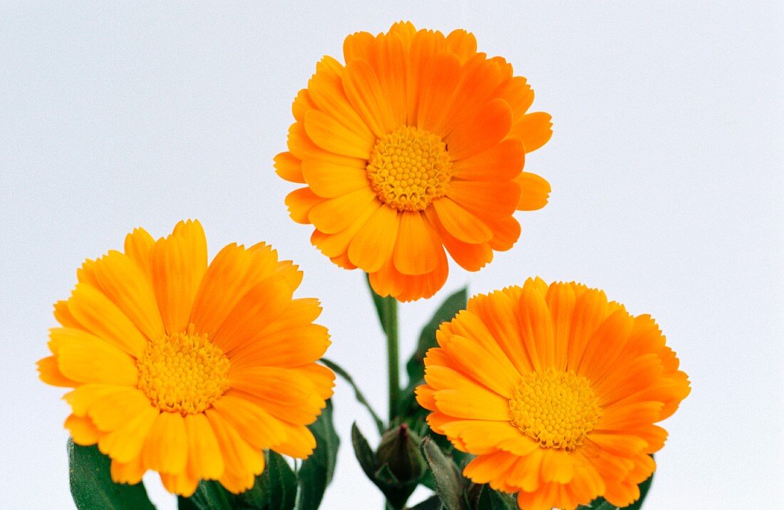 Three pot marigolds