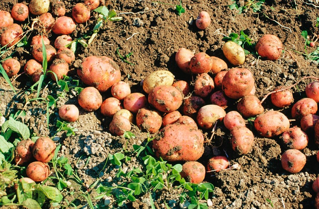Kartoffeln auf der Erde nach der Ernte