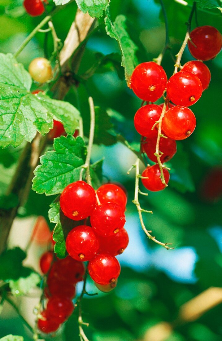 Redcurrants