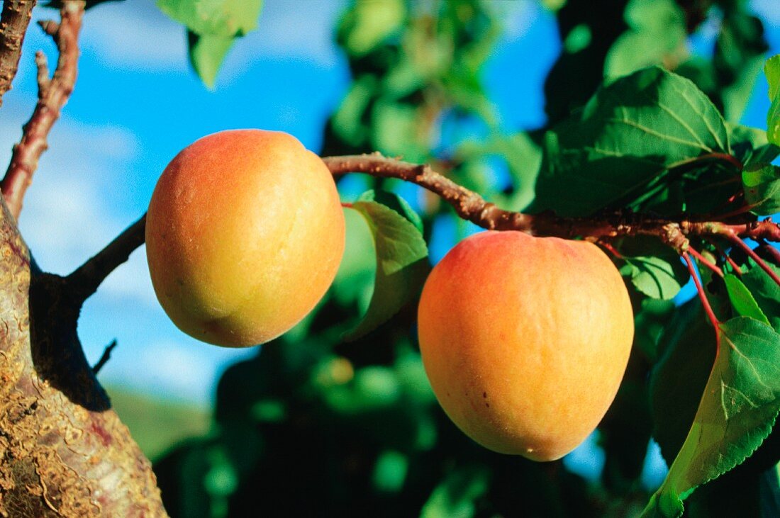 Apricots on an apricot tree