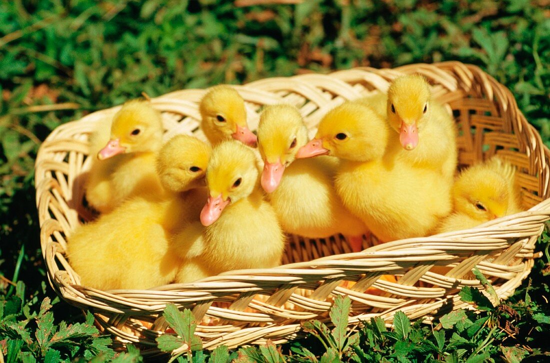 Duck chicks in a basket