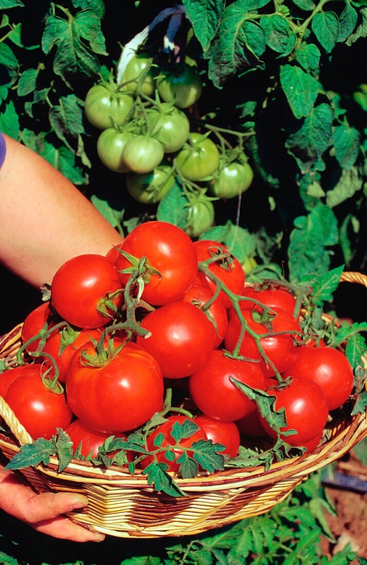 Frisch geerntete Tomaten