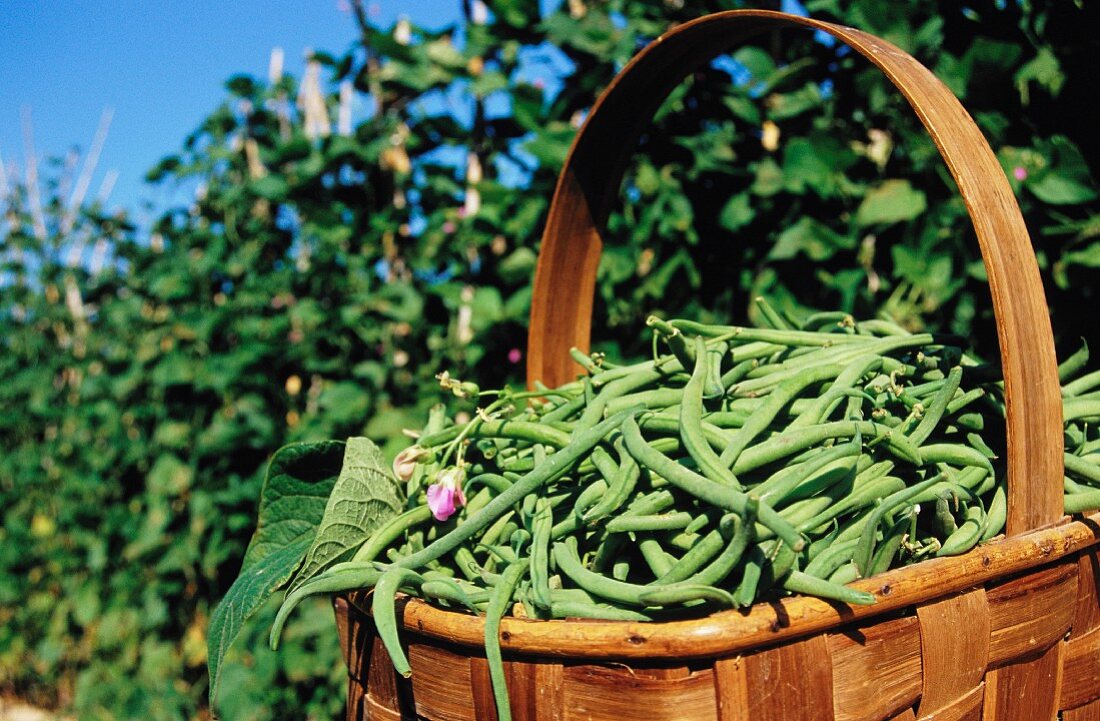 A basket full of green beans