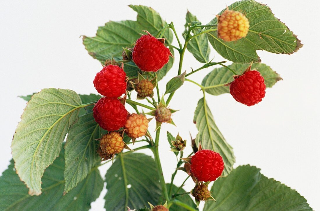 Raspberries on the plant